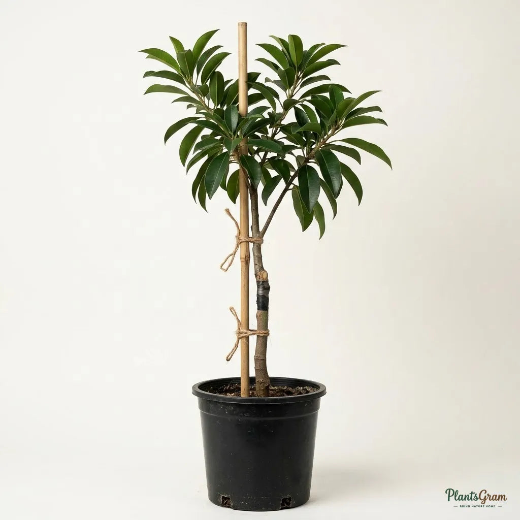 Sapota / Chikoo (Grafted) - Kalapatti Variety