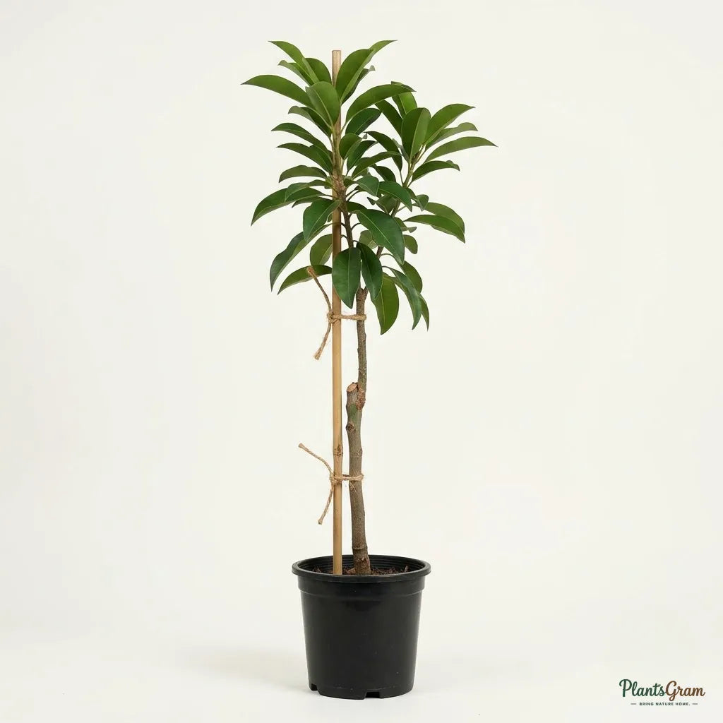 Chikoo Pala (Grafted) - Sapota