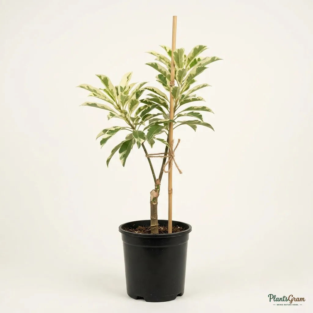 Chikoo Sapota (Grafted) - Variegata Fruit Plant