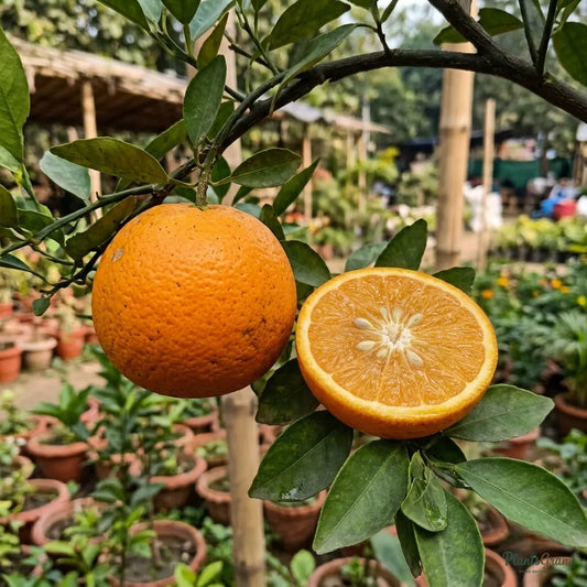 China Orange (Grafted) - Bush Variety