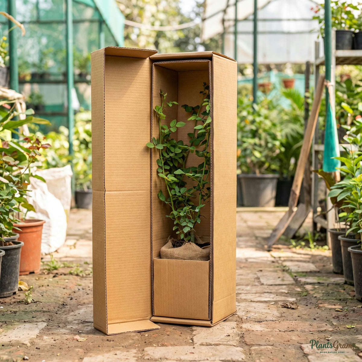 Climbing rose plant packed for shipping