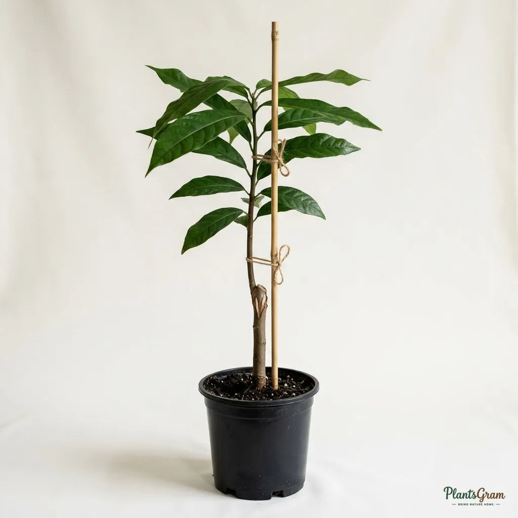 Cocoa / Cacao Fruit Plant
