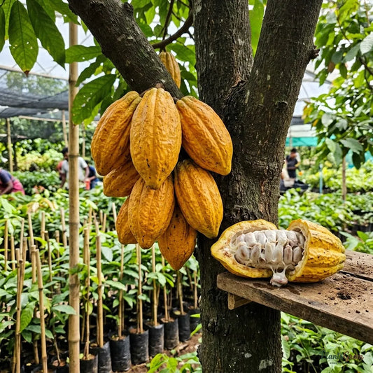 Cocoa / Cacao Fruit Plant