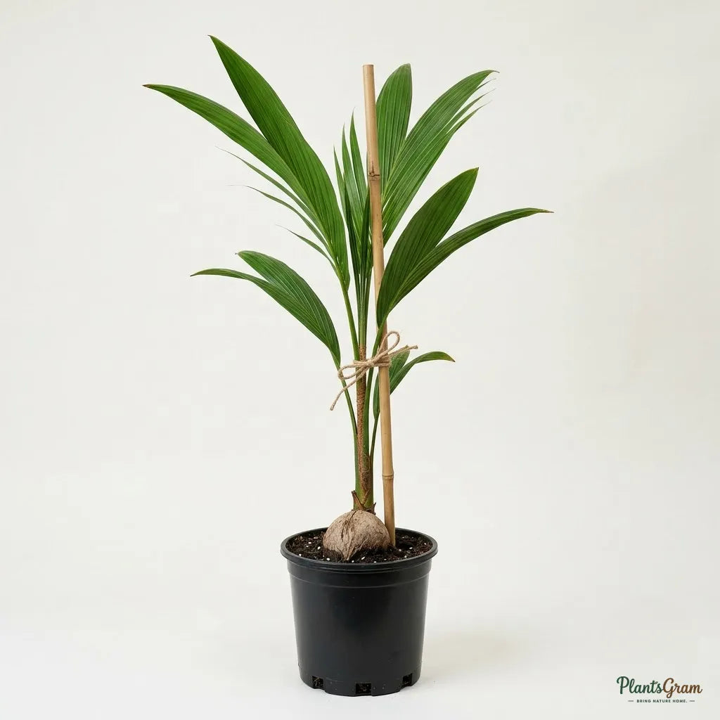 Coconut (Hybrid Variety) - Fruit Plant