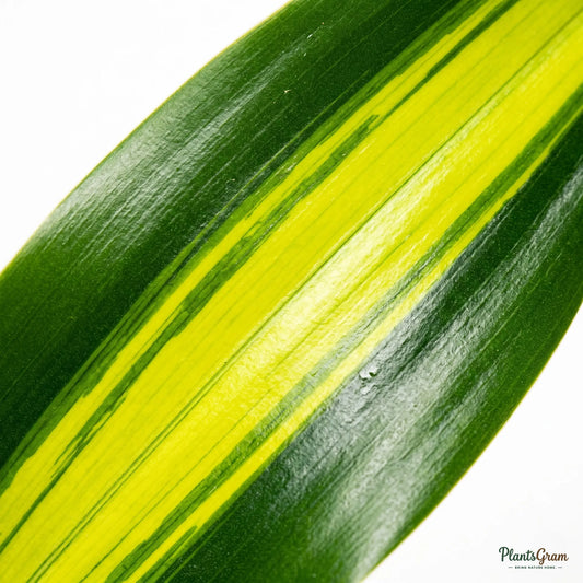Cornstalk Dracaena - Corn Plant (Dracaena fragrans 'Massangeana')