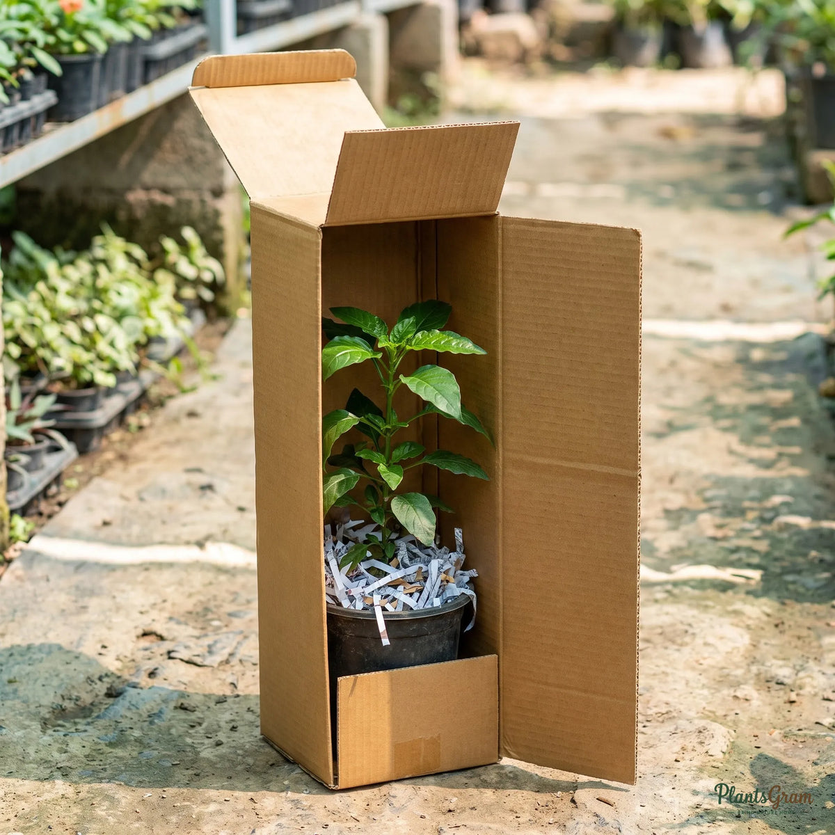 Crossandra plant packed in a PlantsGram shipping box