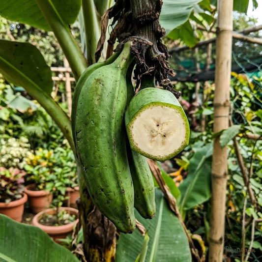 Banana (Sucker) - Curry Banana (Musa sapientum)