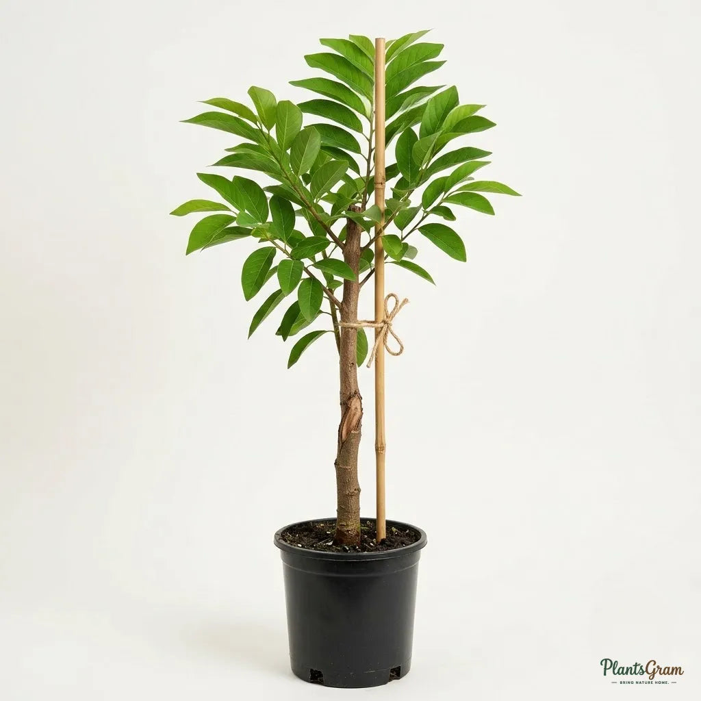 Custard Apple Gold (Grafted) - Sitaphal