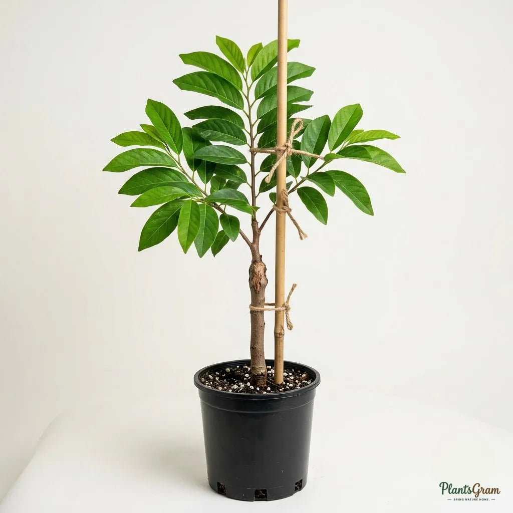 Custard Apple (Grafted) - Red