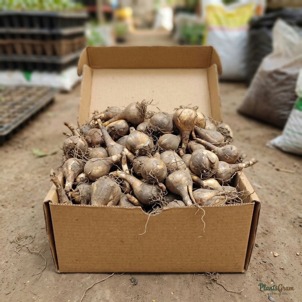 Daffodil Double Petal bulbs packed in shipping box
