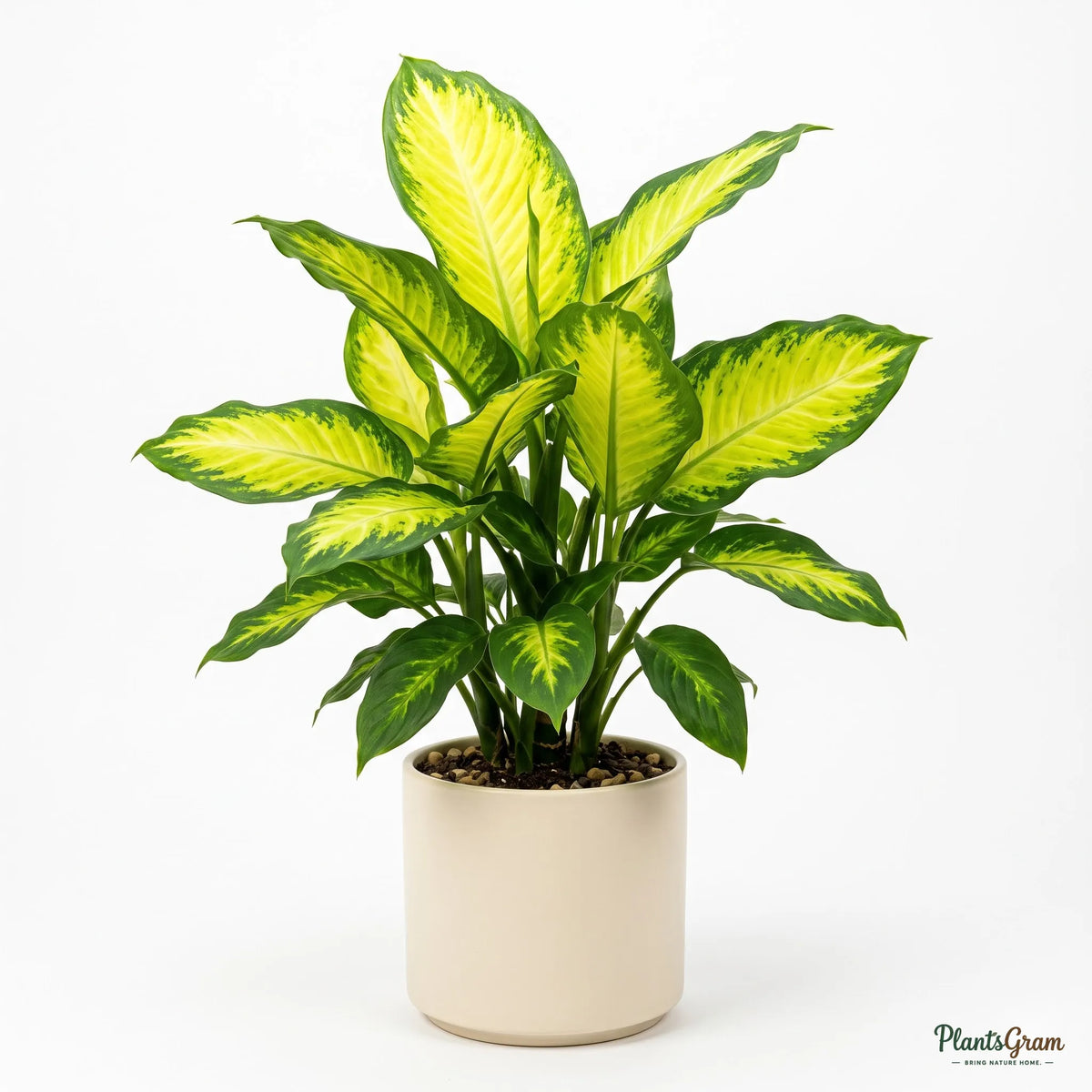 Potted Dieffenbachia Lemon plant
