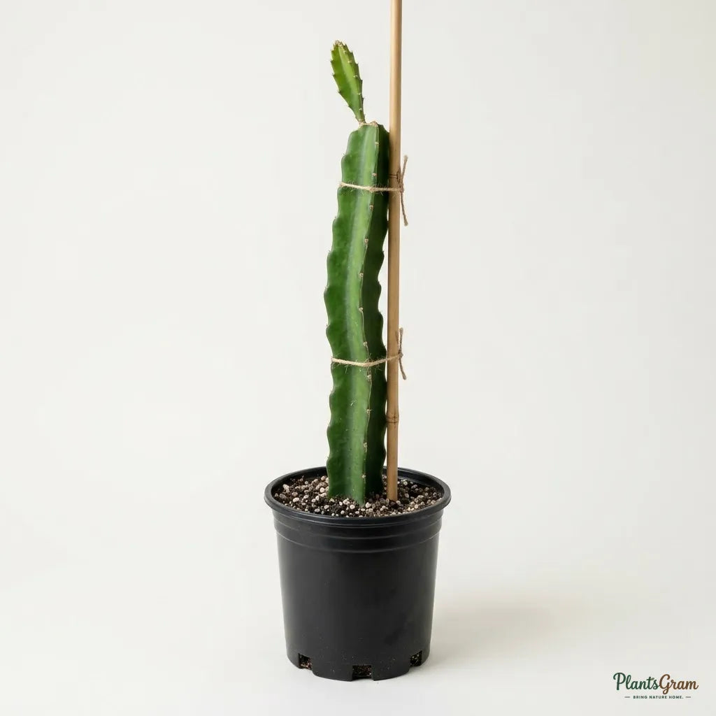 Dragon Fruit