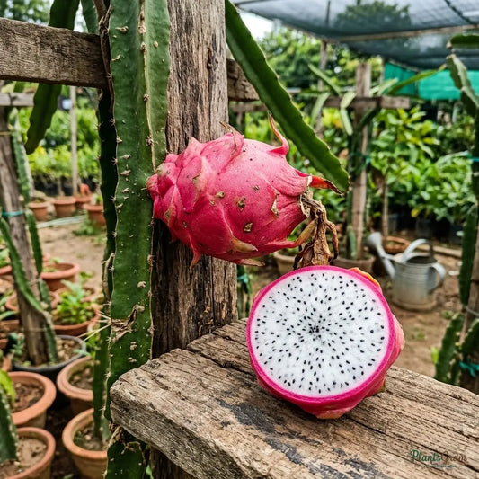 Dragon Fruit