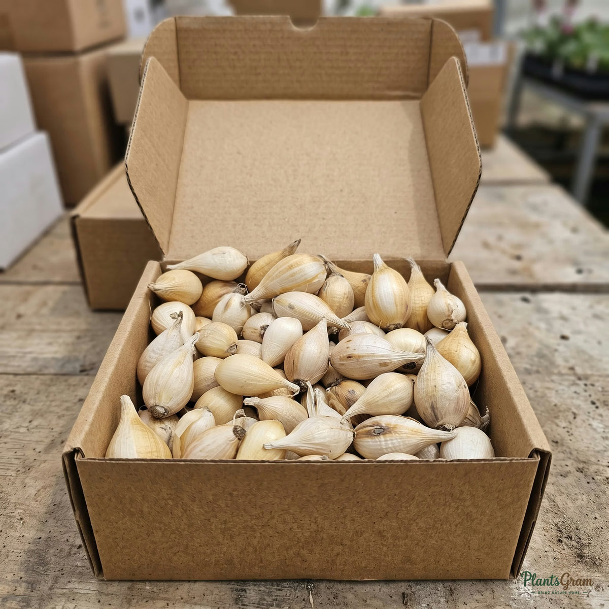 Dutch Iris flower bulbs packed in a shipping box