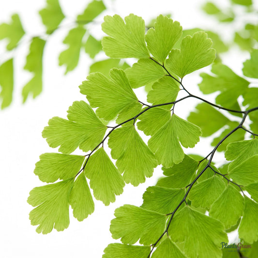 Close-up macro of delicate maidenhair fern fronds
