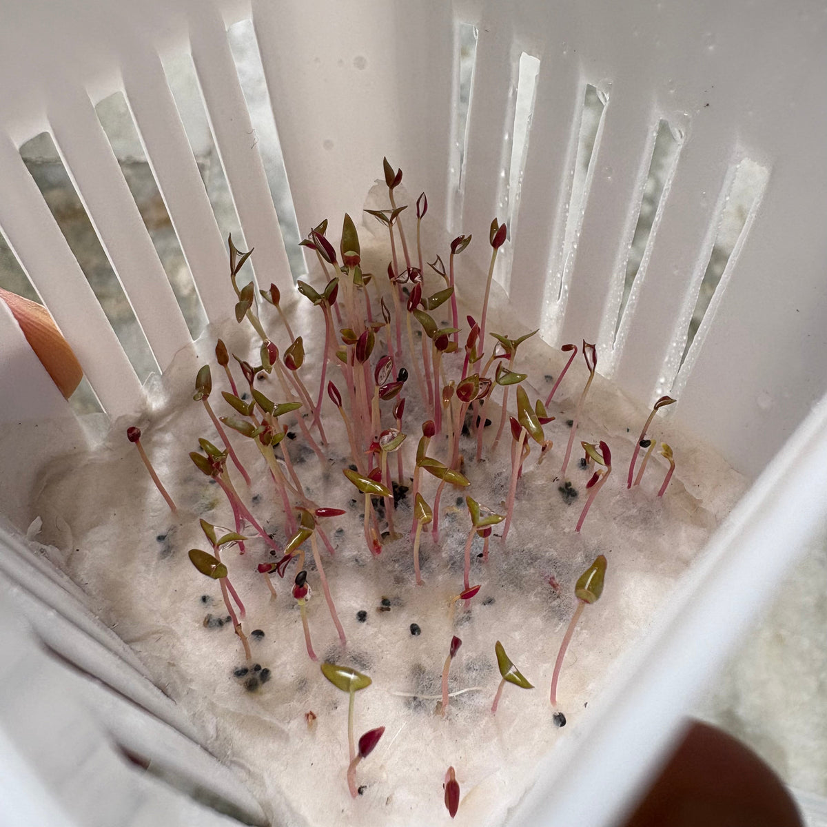 Celosia Plumosa Mixed Flower Seeds