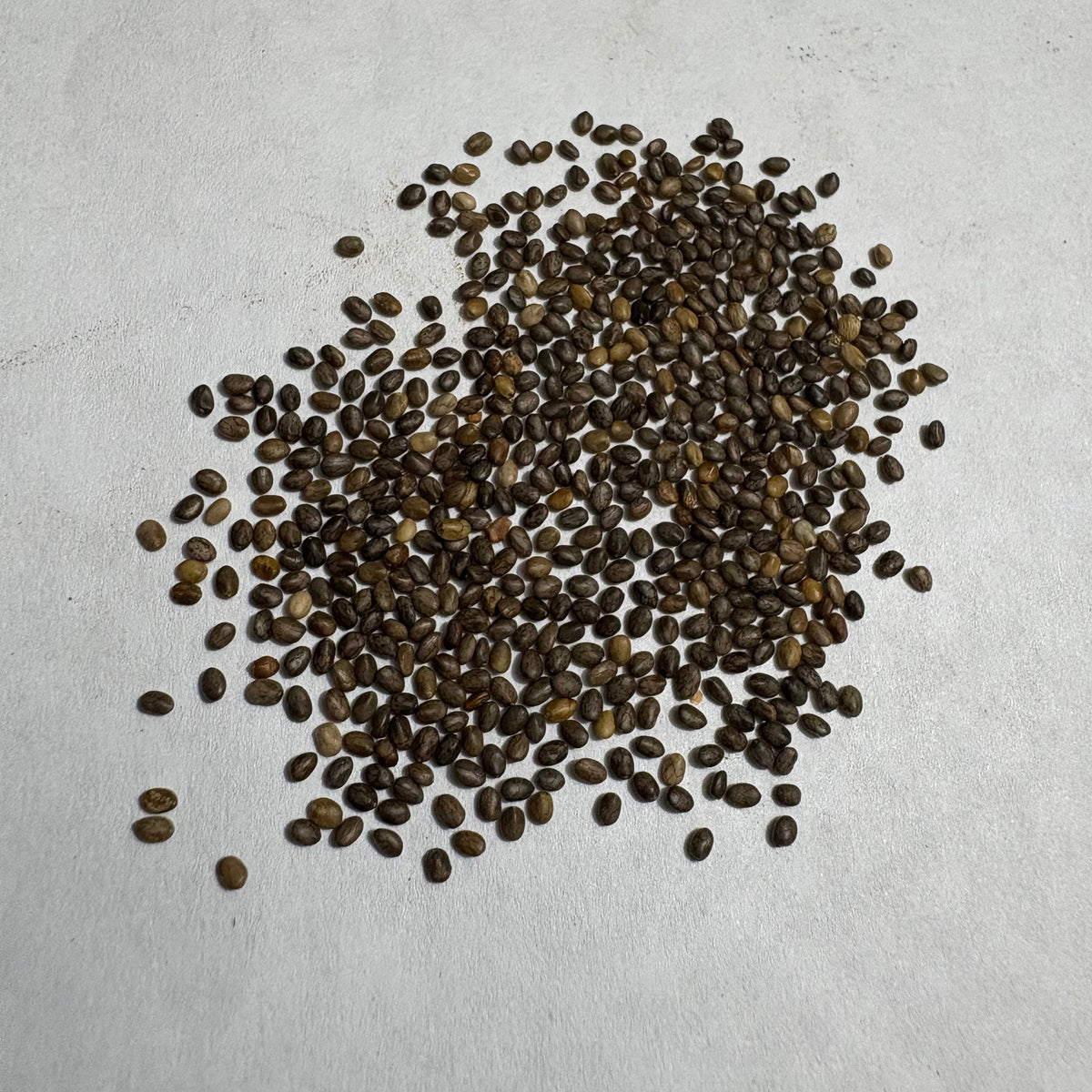 Salvia Farinacea Blue Flower Seeds