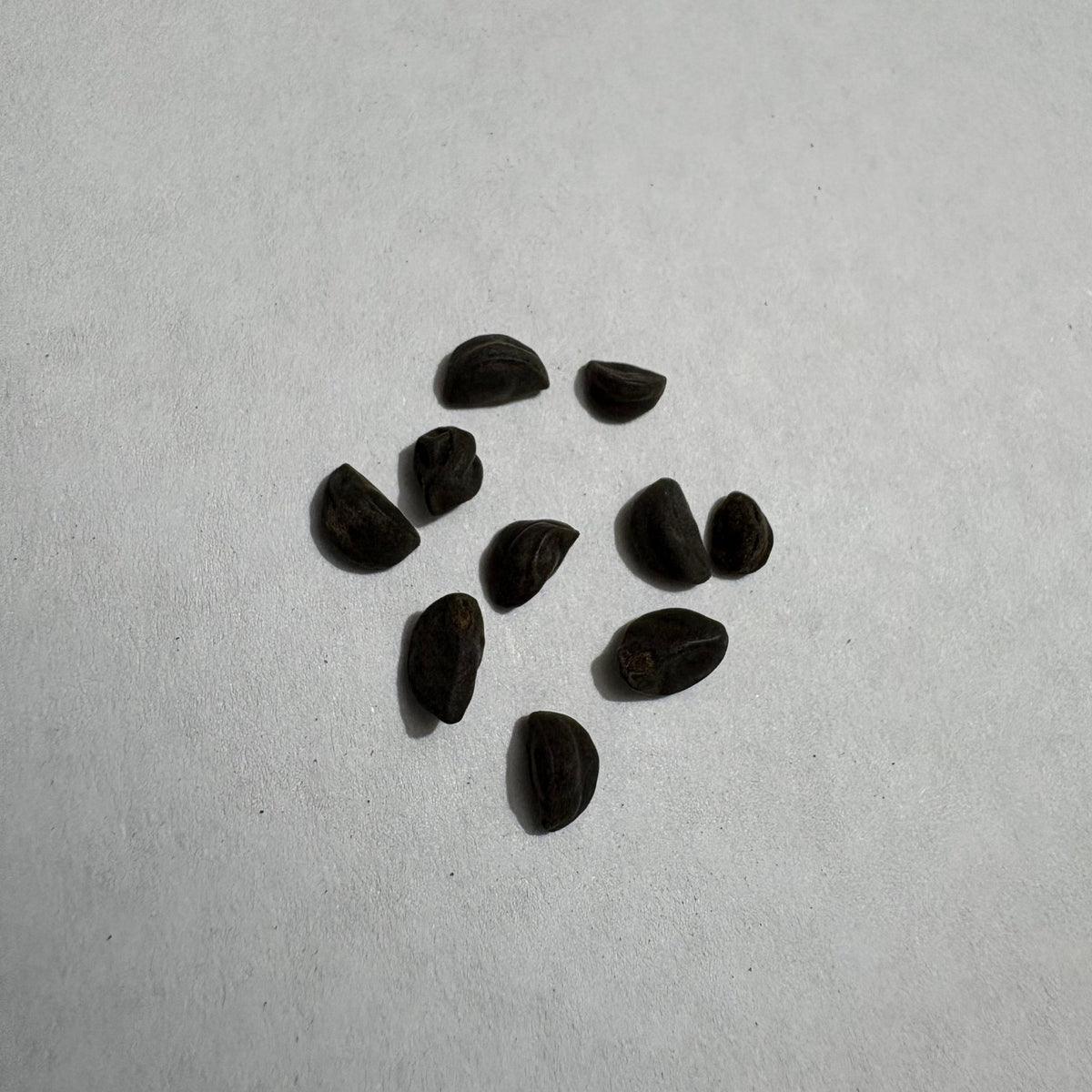 Morning Glory Scarlett O'Hara Flower Seeds