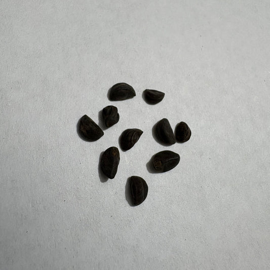 Morning Glory Scarlett O'Hara Flower Seeds