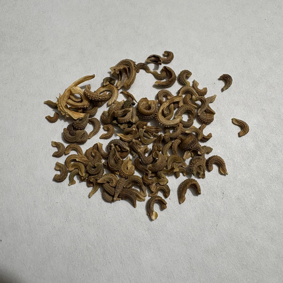 Calendula Bon Bon Yellow Flower Seeds