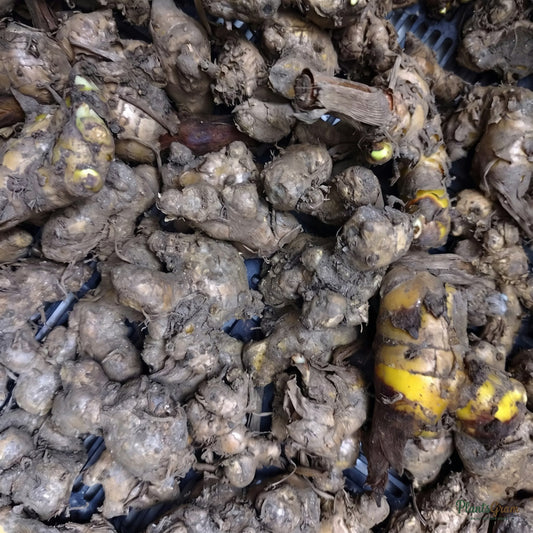 Ginger lily rhizomes piled together