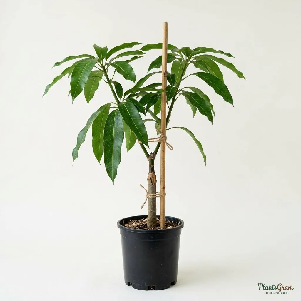 Golden Nam Dok Mai Mango Plant (Grafted) – Thai Variety
