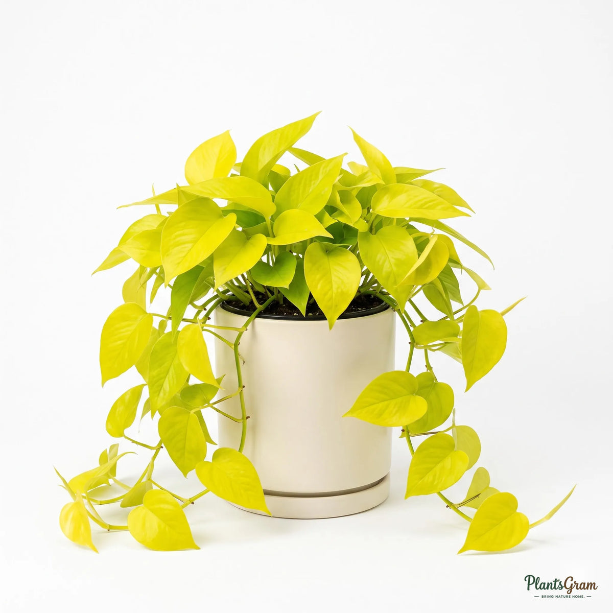 Golden Philodendron Heart Leaf plant in a planter, side angle