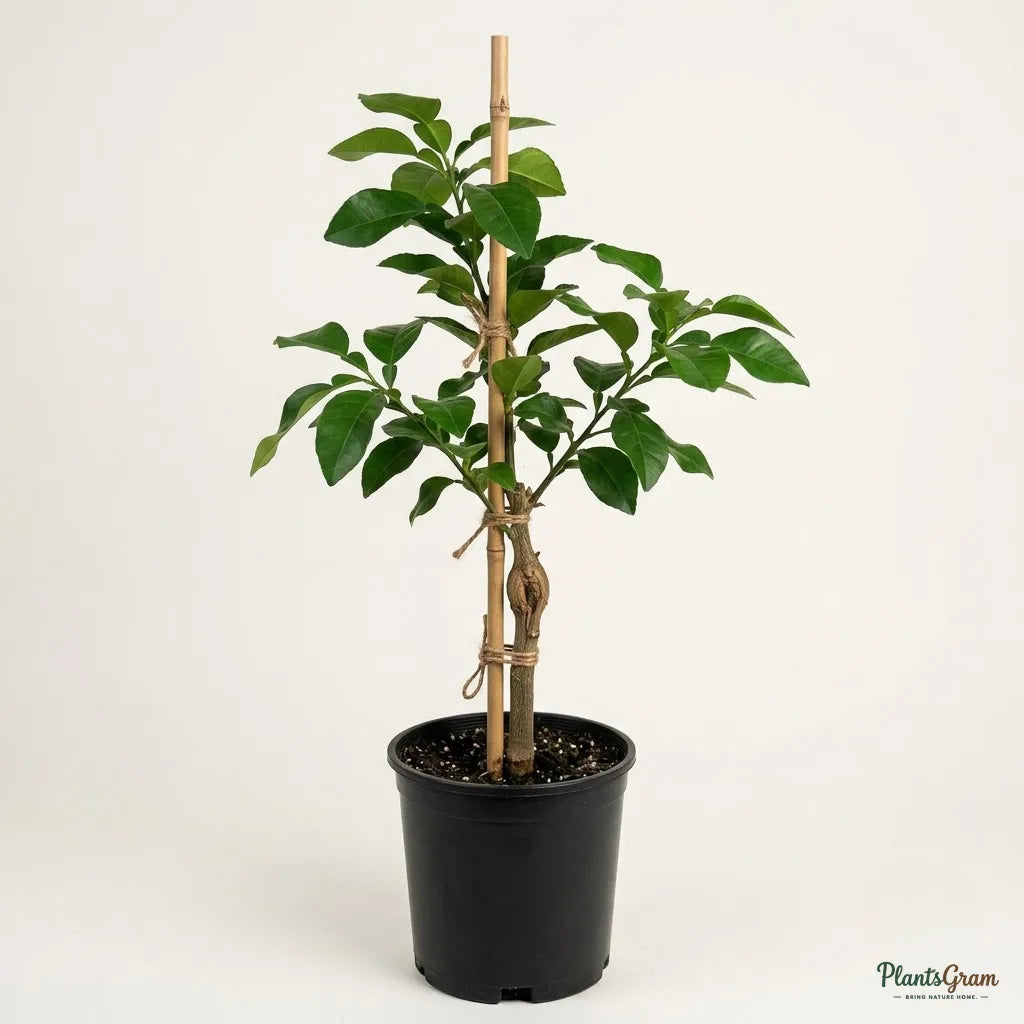 Grapefruit Hybrid (Red) - Fruit Plant
