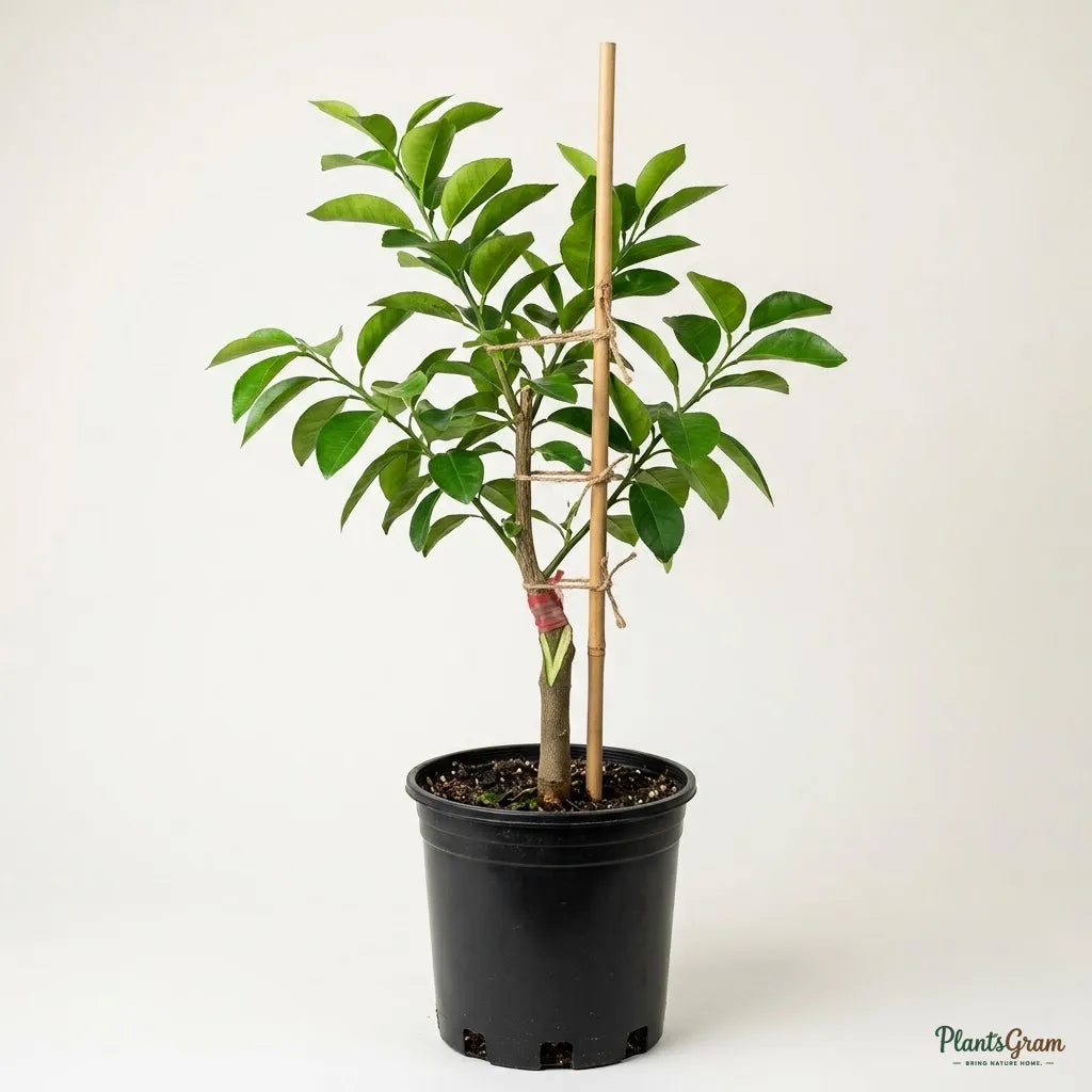Grapefruit / Pomelo (Grafted) - Fruit Plant