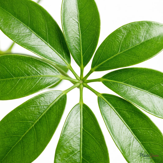 Close-up of green Schefflera leaflets