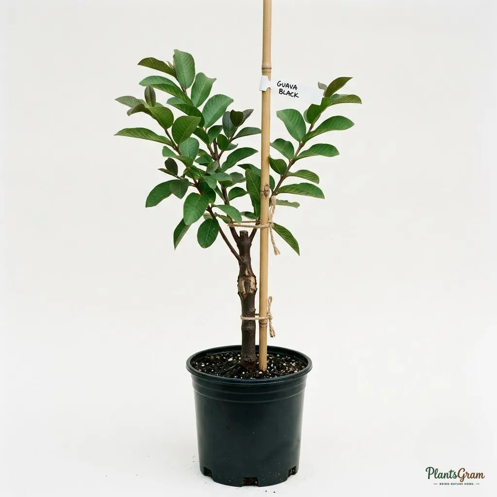Guava Black Fruit Plant