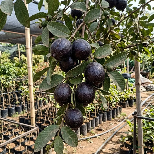 Guava Black Fruit Plant