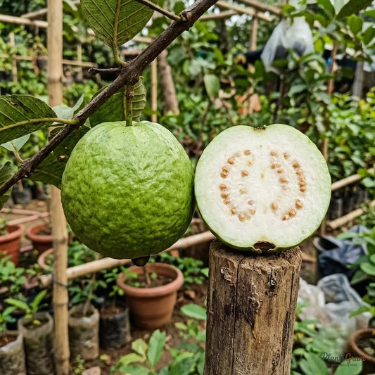 Guava - KG Guava Variety
