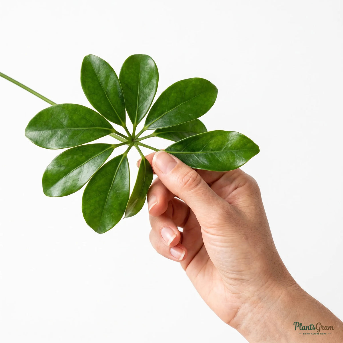 Hand holding a cluster of Schefflera leaves