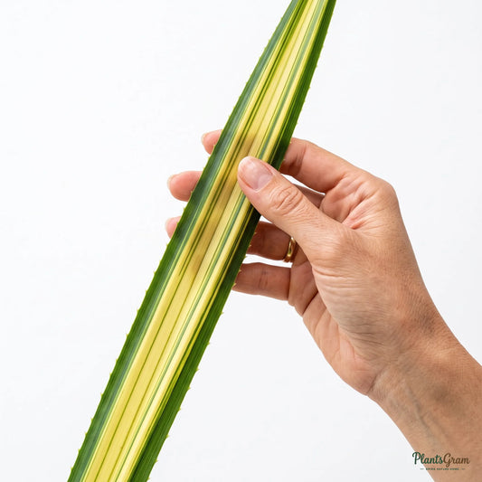 Pandanus Yellow (Variegated Screw Pine)