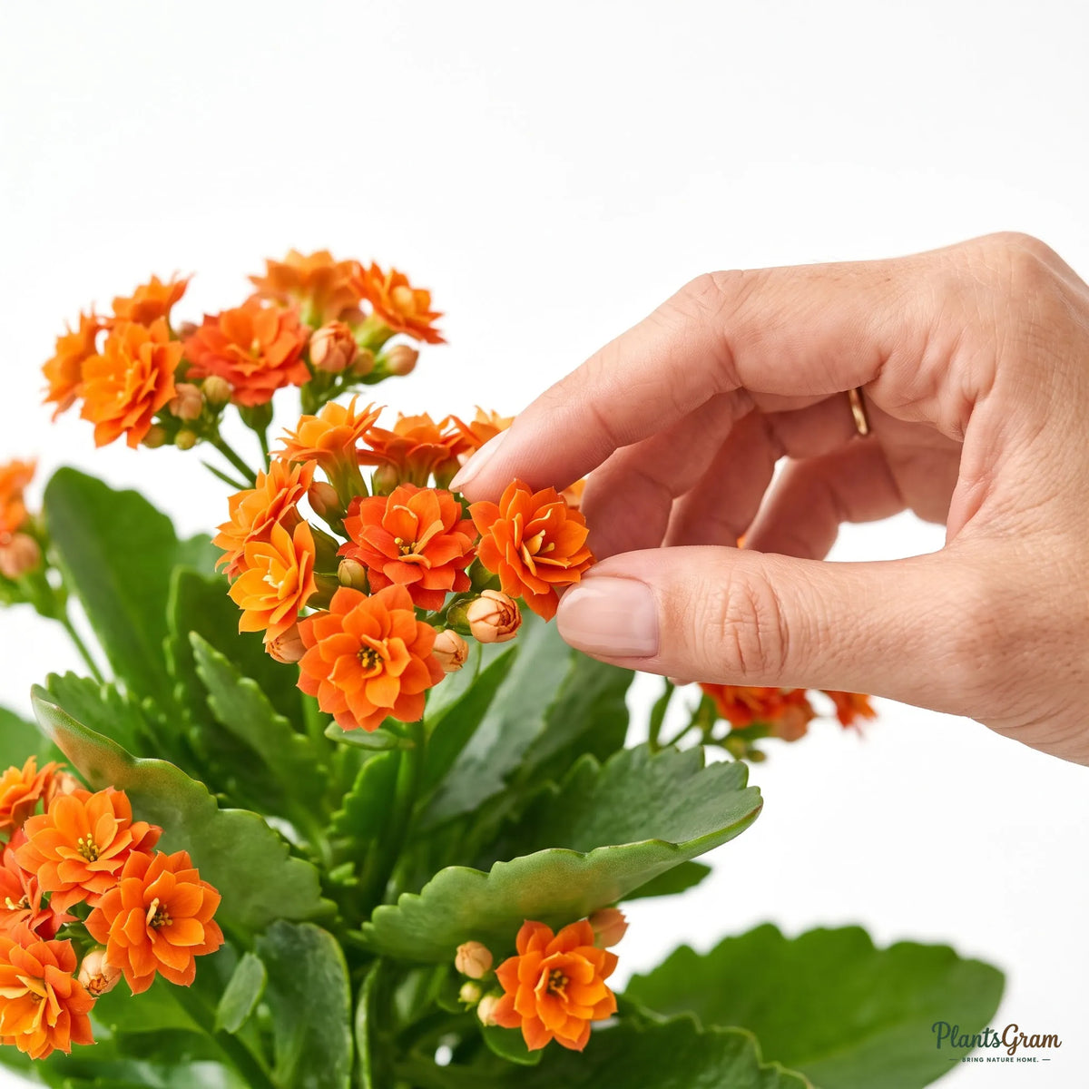 Kalanchoe Orange Double (Calanchchu)