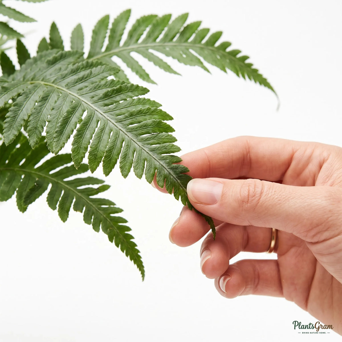 Tree Fern (Blechnum) - Dwarf Silver Lady Fern