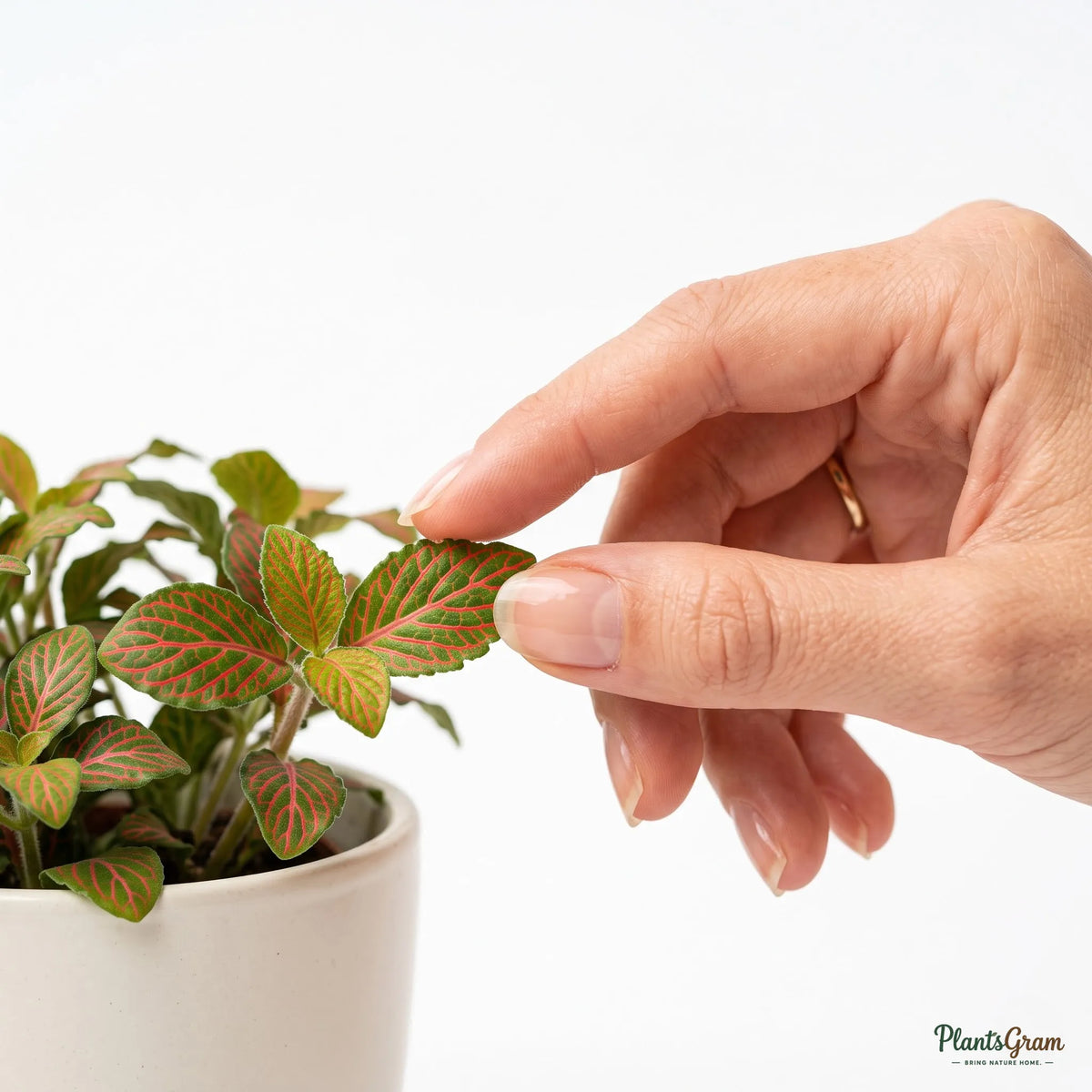 Fittonia Red Plant - Nerve Plant (Fittonia albivenis)