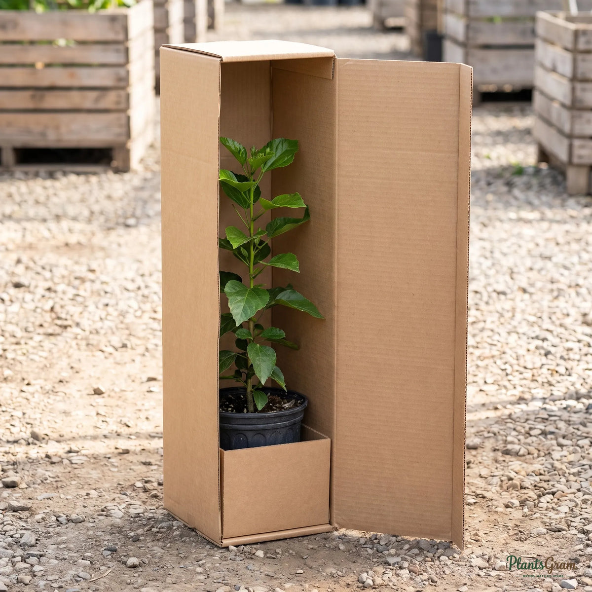 Hibiscus plant packed in a PlantsGram shipping box