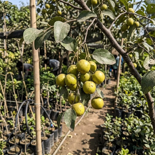 Indian Jujube (Ber) Fruit Plant