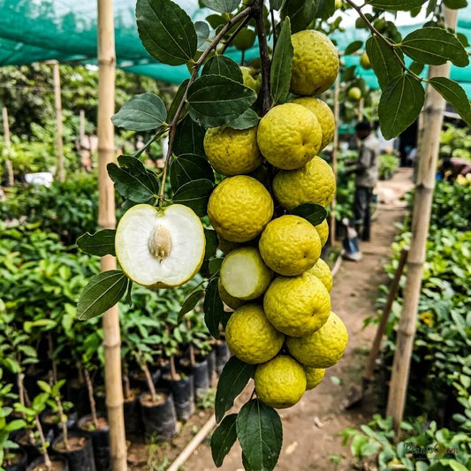 Indian Jujube (Ber) - Gola