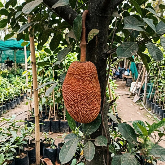 Red Jackfruit / Red Panasa (Grafted)