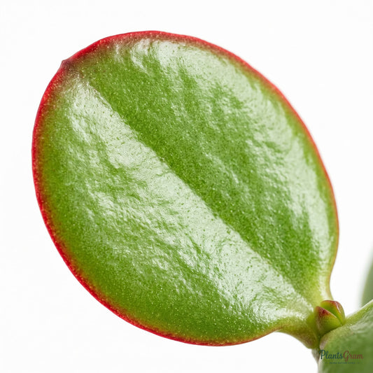 Close-up of a glossy Jade Plant leaf