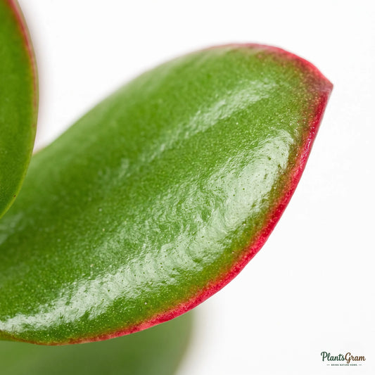 Jade Plant (Crassula ovata)