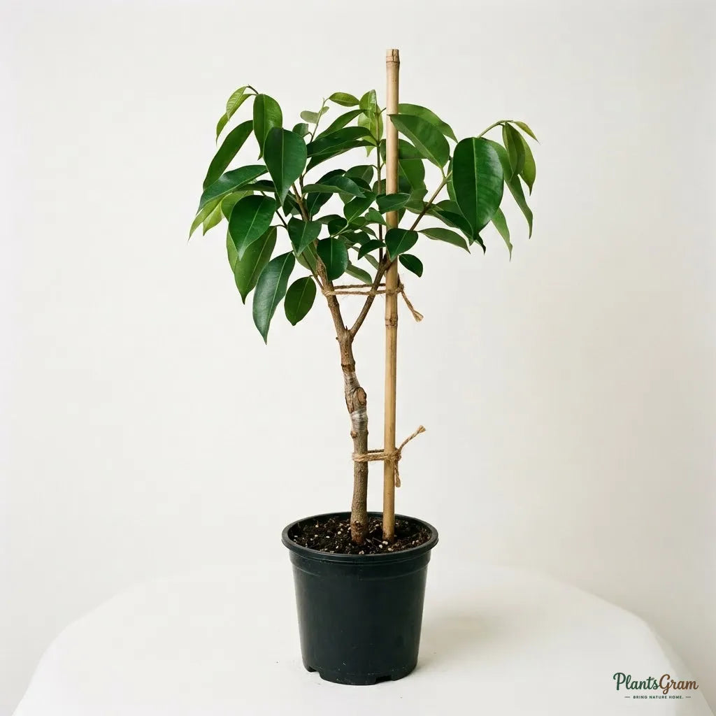 Jambolan Badoli (Grafted) - Jamun
