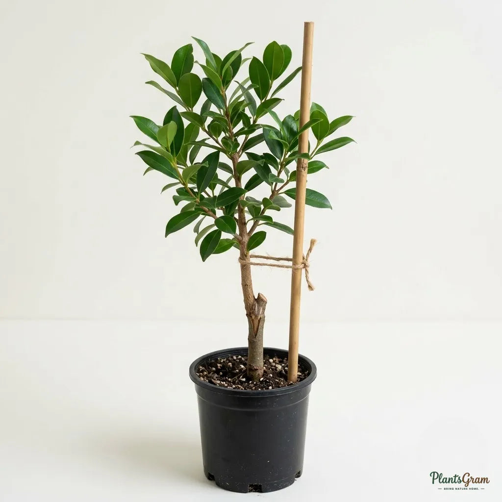Jambolan (Grafted) - Fruit Plant