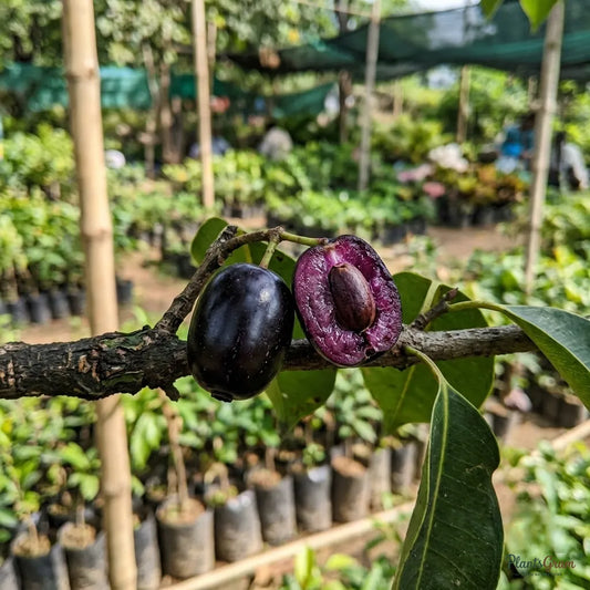 Jambolan (Grafted) - Fruit Plant