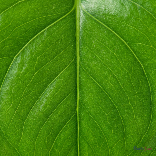 Close-up of Money Plant leaf veins