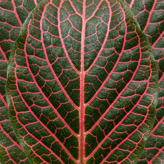 Fittonia Red Plant - Nerve Plant (Fittonia albivenis)