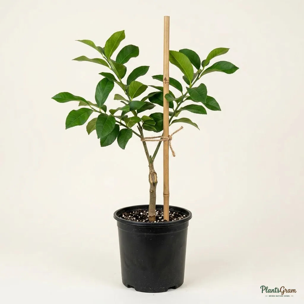 Lemon Hybrid Fruit Plant